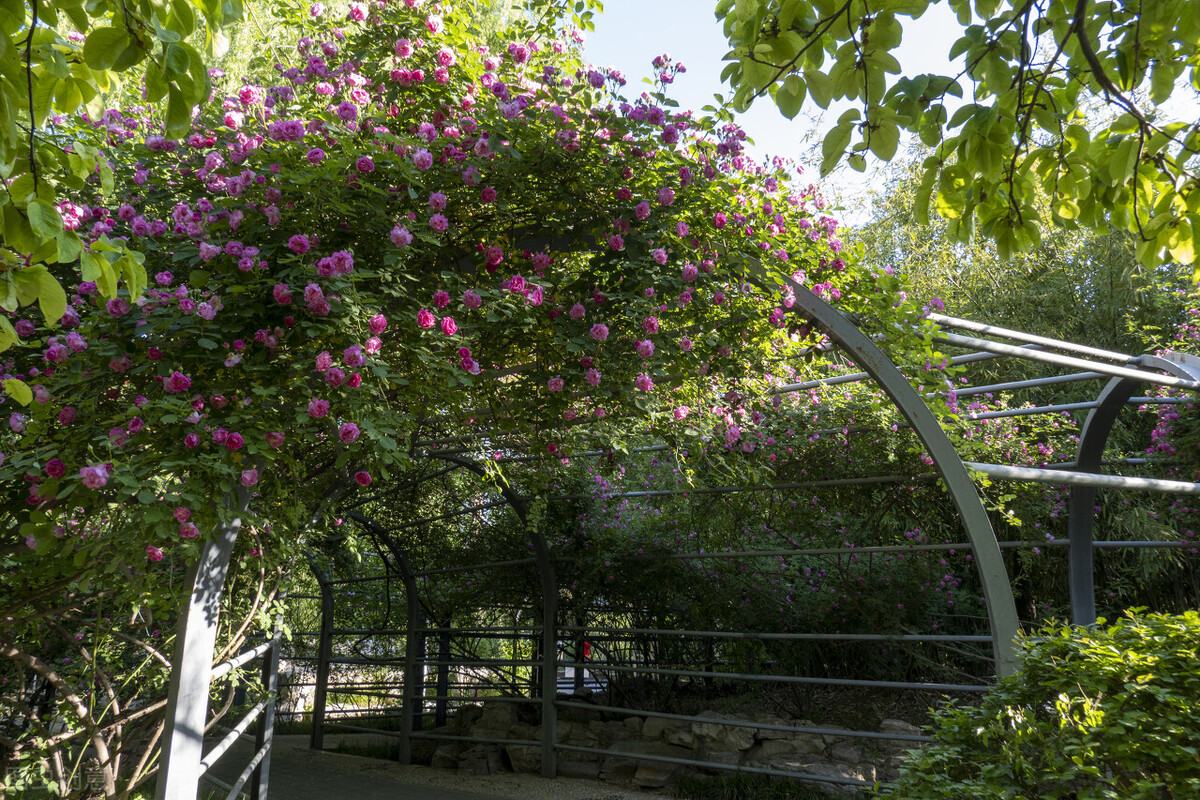 庭院花架怎样搭最便宜,庭院花架高度有什么讲究