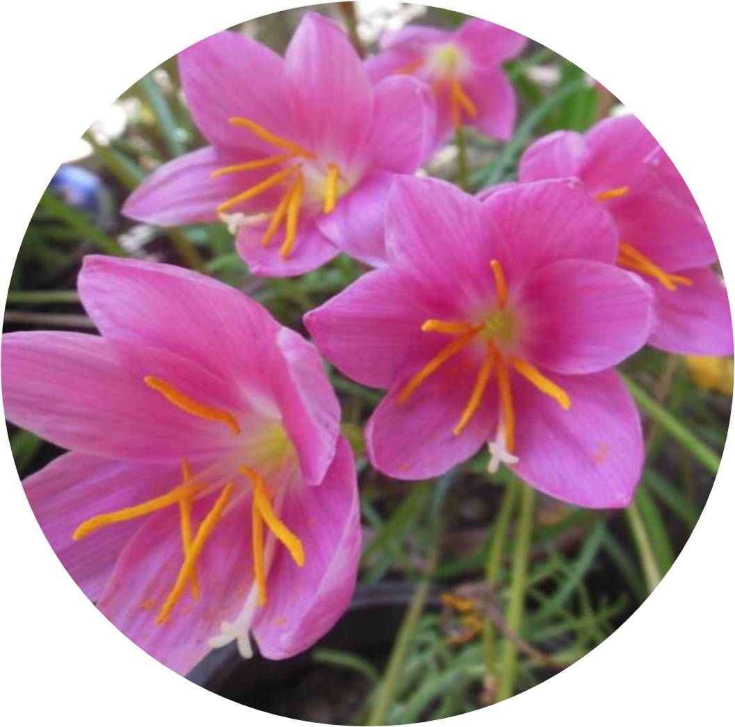 菊竹梅兰图欣赏,花中四君子的兰花图片