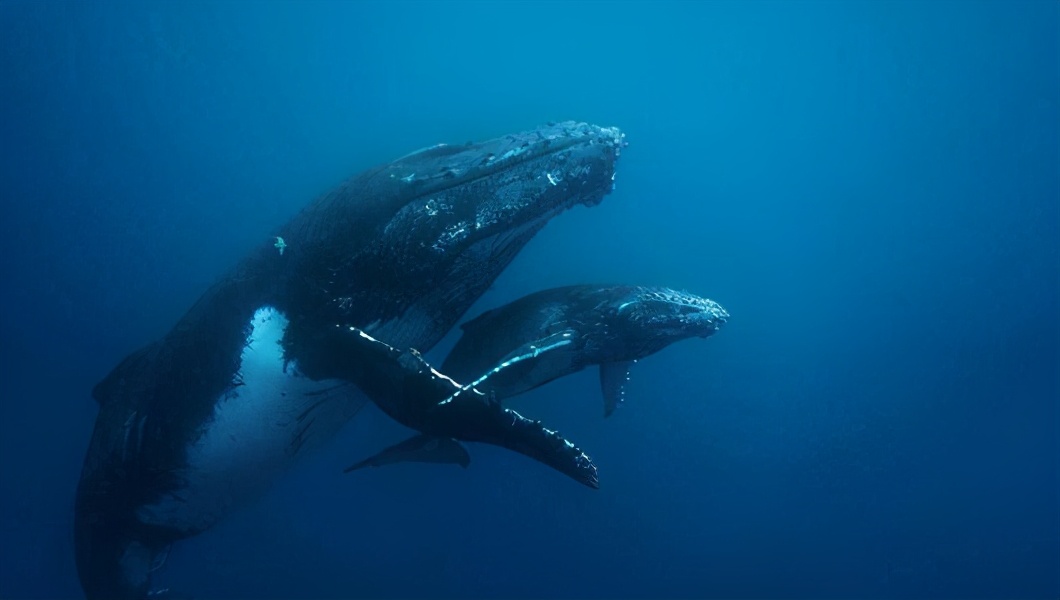 来自地狱的美食藤壶,到底有多可怕?看鲸鱼被折磨的样子就懂了