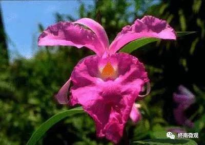 日本国花是什么花啊,全世界各国的国花是什么花