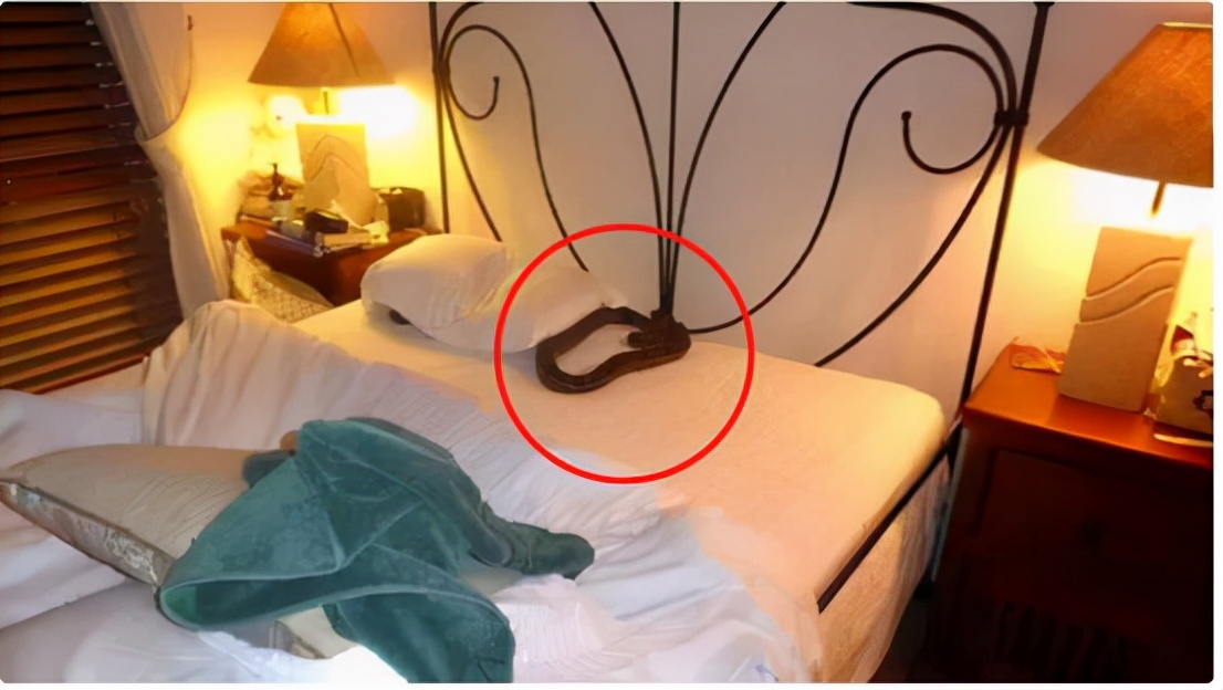 澳洲女士在脸书上求助，称家中发现蛇皮，却不见蛇影，该怎么办？