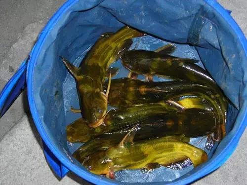 筏竿钓黑鲷什么鱼钩好用,冬天用串钩钓黄颡用什么饵