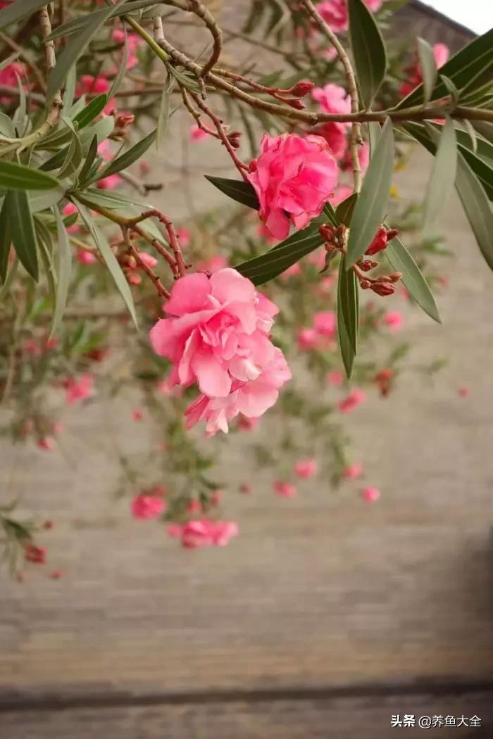 一至十二月的花期,12月到2月份的花期