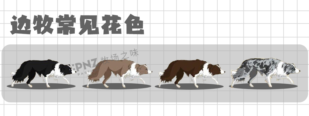 边境牧羊犬掉毛很严重吗,为什么都说边境牧羊犬不是狗