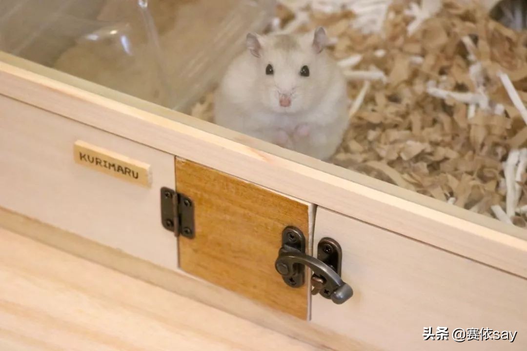 日本推主养了只小仓鼠，又团又圆的样子简直萌炸了！可爱到治愈！