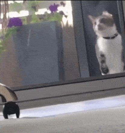 猫咪没坏心眼视频,猫咪没有坏心思在线阅读