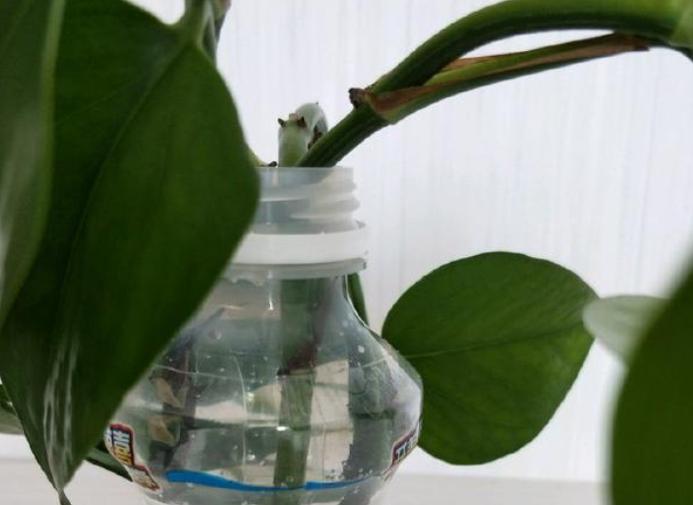 水培绿萝怎么养才能长得更旺盛,水培绿萝怎么养才能更旺盛不发黄