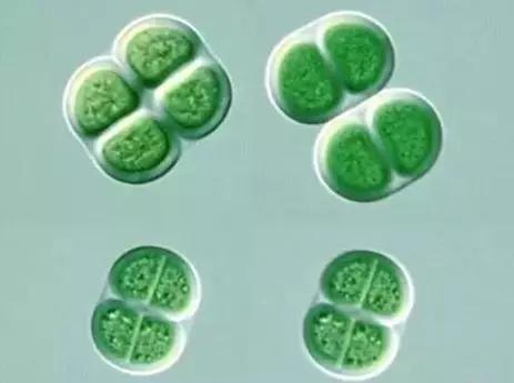 水产养殖藻类老化是怎样的,水产养殖显微镜下各种藻类