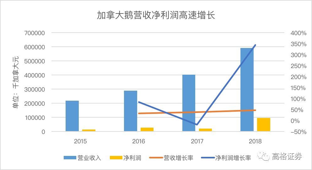 黑天鹅对战狮头鹅,黑天鹅vs雏鹅