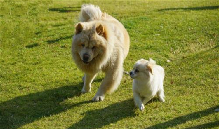 狗妈妈生了喂什么,狗妈妈刚生完孩子可以吃什么