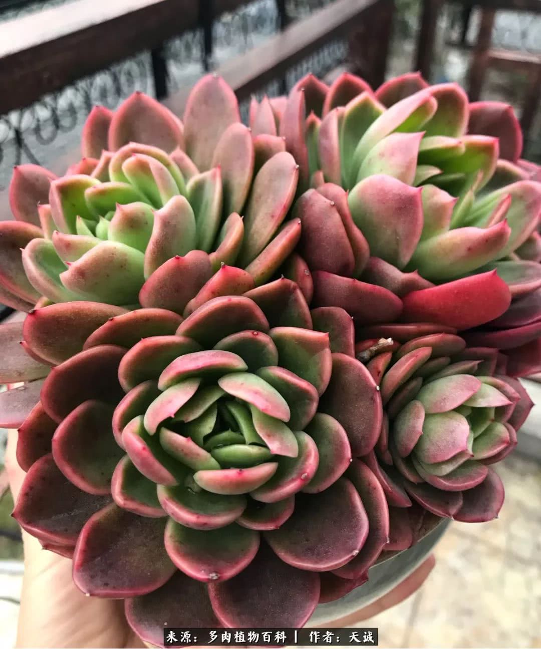 多肉从小养到大的过程,真爱的力量教程