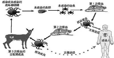科学大魔王寄生虫,科学大魔王死亡之虫