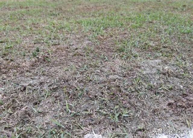 卓尔草皮喷绿漆,卓尔主场草皮事件结果