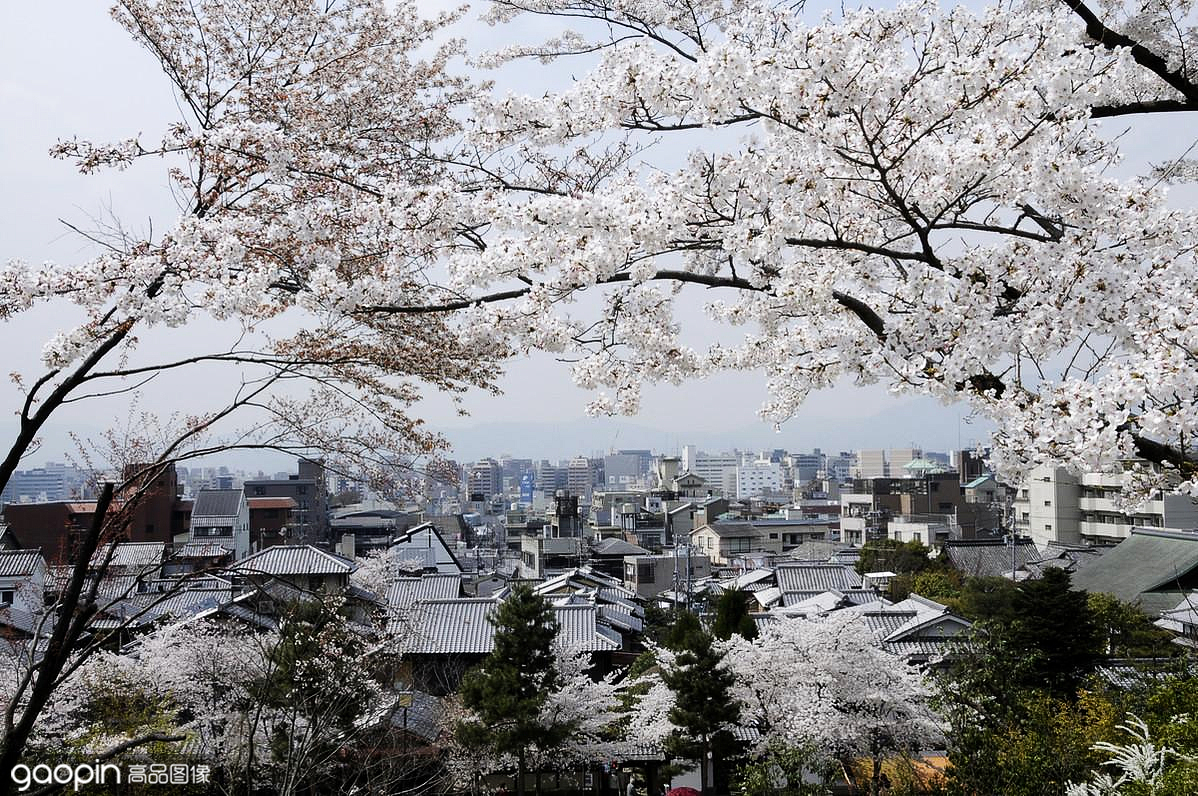 樱花季京都樱花,京都樱花季节是什么时候