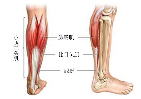 深蹲锻炼踝膝髋,了解深蹲