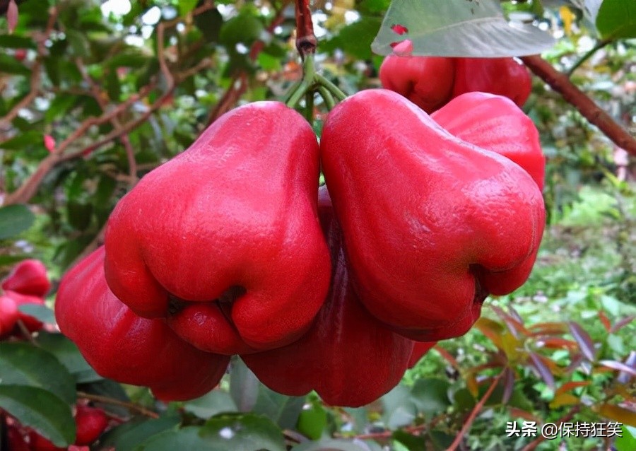 台湾十大特产排行榜,台湾有哪些特产值得带回来吃