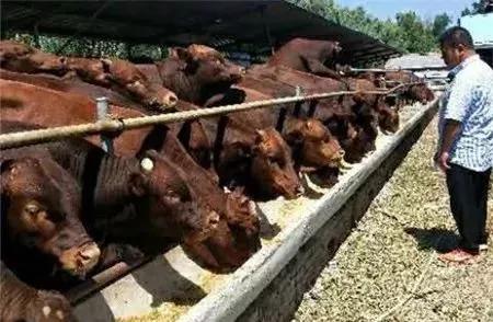 战疫助农滞销品突然销售火爆,战疫助农数据