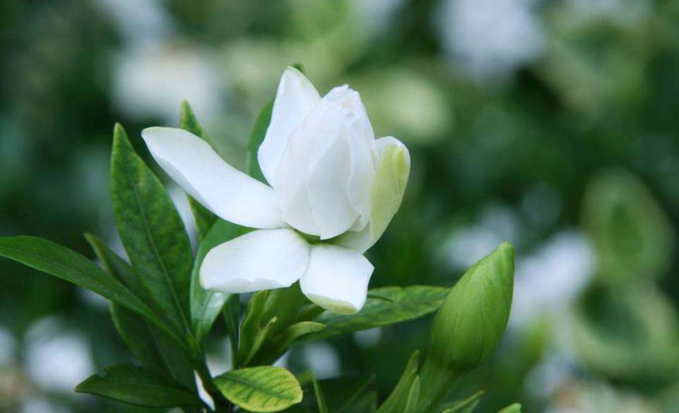 扦插水培栀子花生根,栀子扦插的方法和注意事项