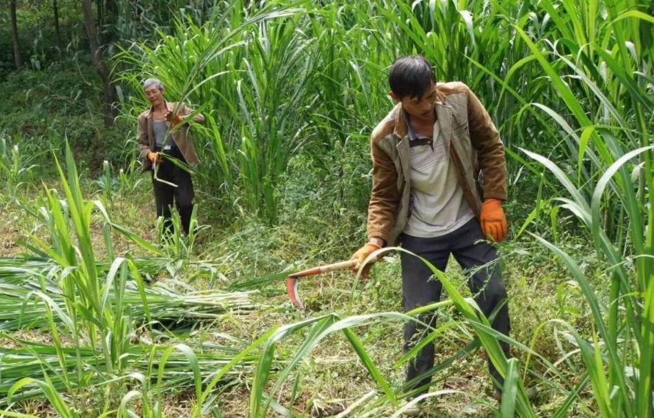 农村最赚钱的种植项目有哪些,现在农村做什么种植最赚钱最稳