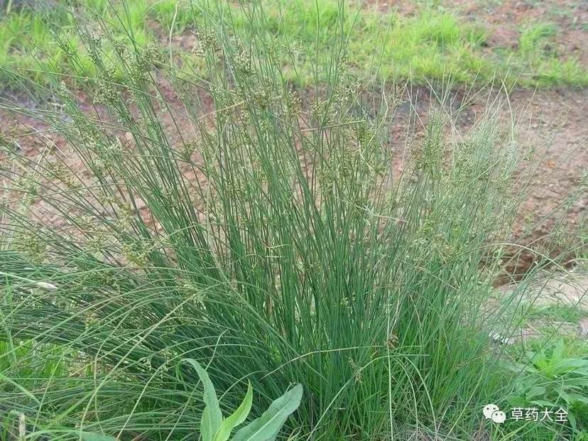 105种野草图片大全,105种野草的图片功效与作用