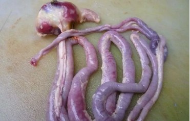 鸡球虫病的症状和治疗方法,治疗鸡球虫病怎么用药