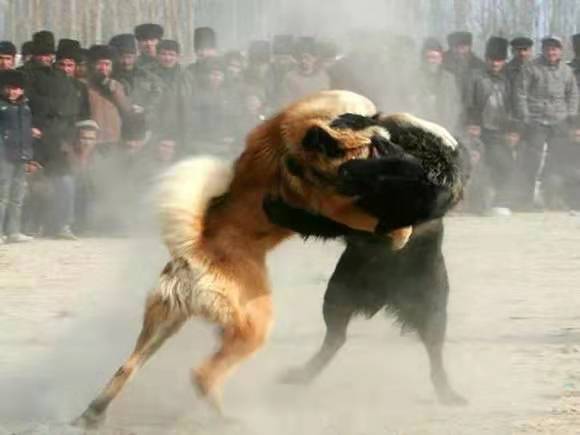 无敌的中亚牧羊犬,俄罗斯中亚牧羊犬守护羊群