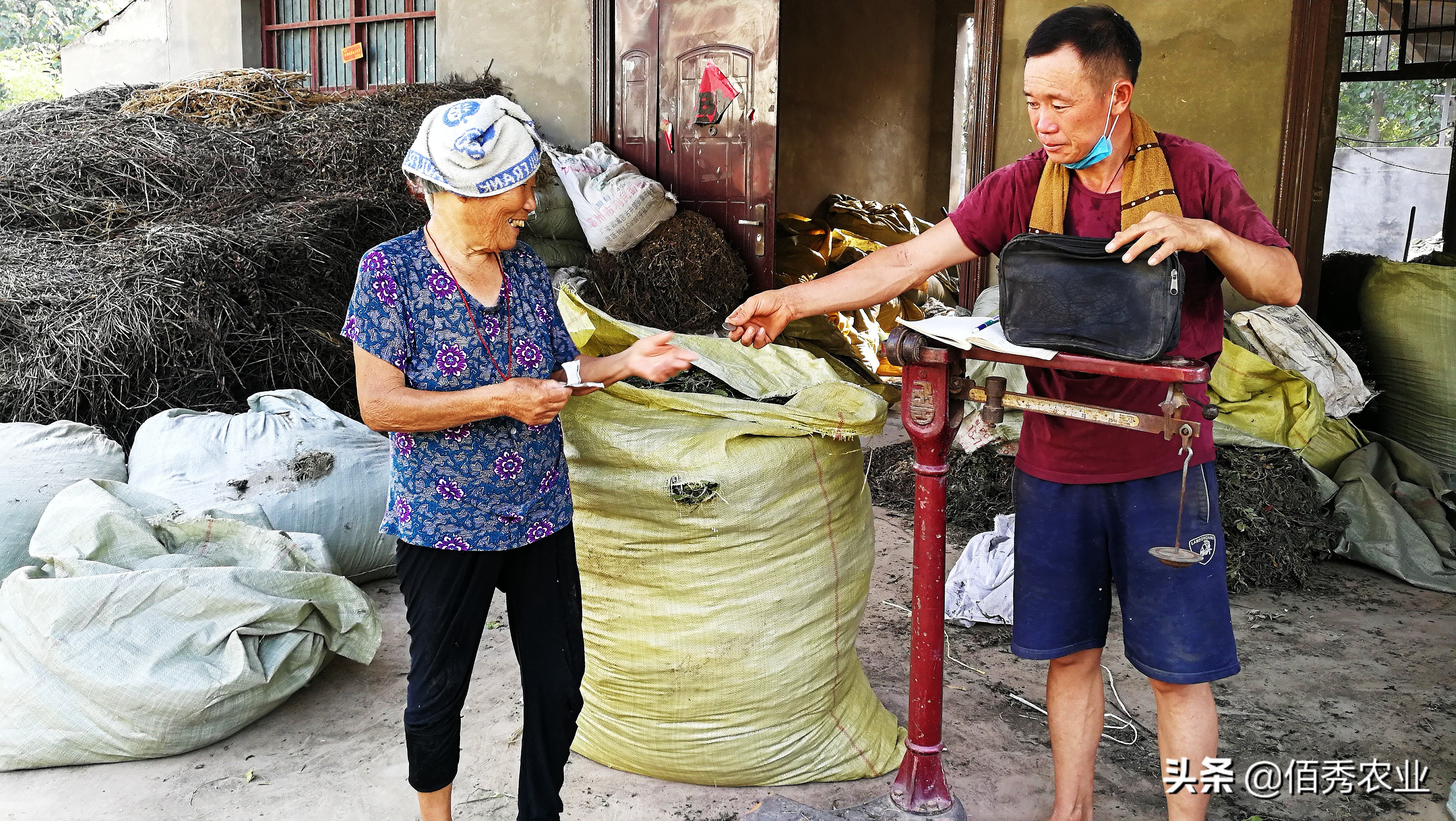 不想打工了在农村干什么可以致富,40岁在农村能做什么养家