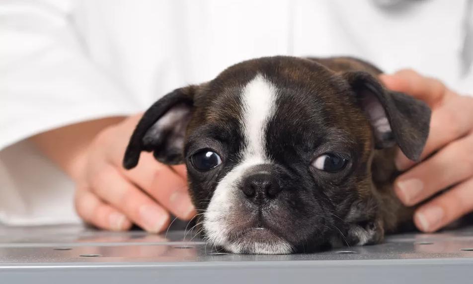 小狗肠胃炎大便果冻状带点血,小狗肠胃炎拉血了怎么回事