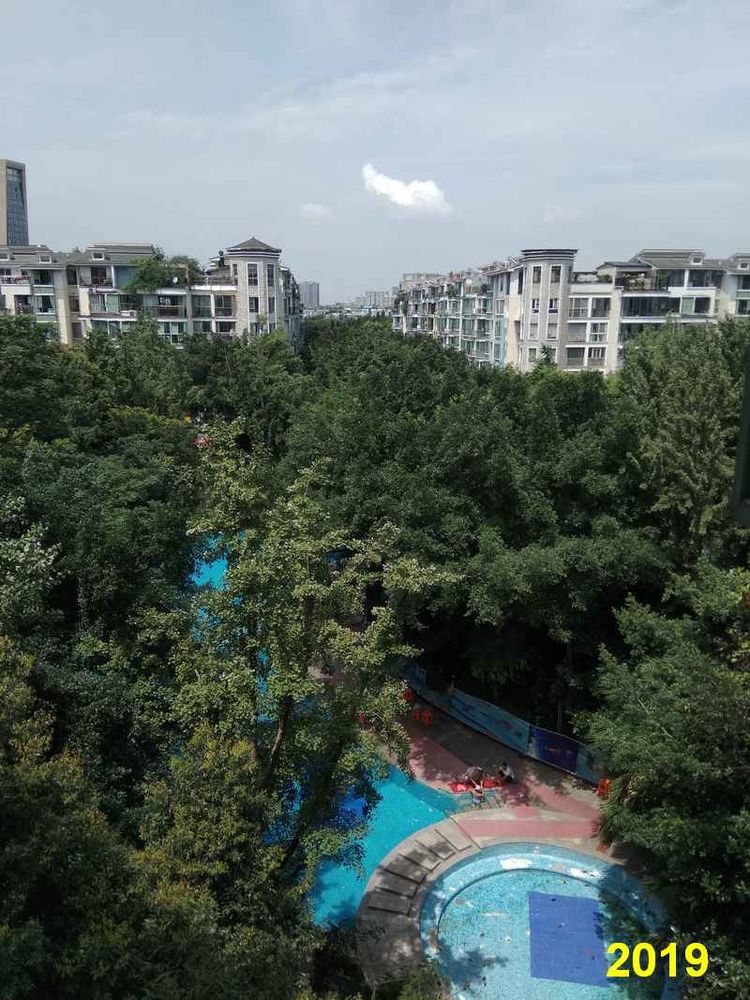 成都网友投诉怡丰新城小区榕树成灾危及行人，高新管委会回应