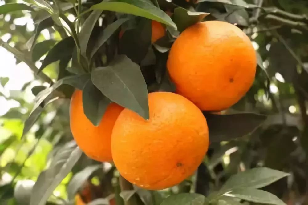 家里没有沃柑，不准娶我女儿？沃柑到底是有多赚钱？