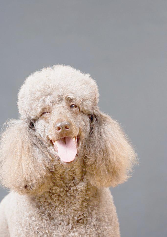 宠物狗品种大全热门宠物排行,常见的小型宠物狗品种及图片大全