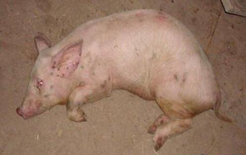 猪倒地不起翻身后又翻回来咋回事,猪倒地抽搐最佳治疗方法