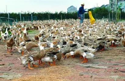 肉鸭发烧用什么药,肉鸭瘫痪软脚