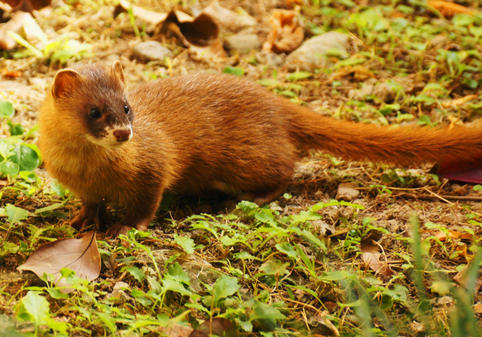 黄鼠狼为什么不怕公鸡,黄鼠狼给鸡拜年不安好心真实的吗