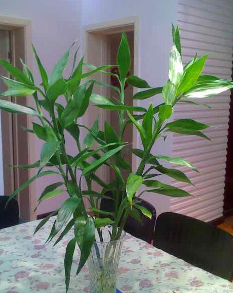 富贵竹叶怎么养才能更旺盛,富贵竹叶子发黄施什么肥