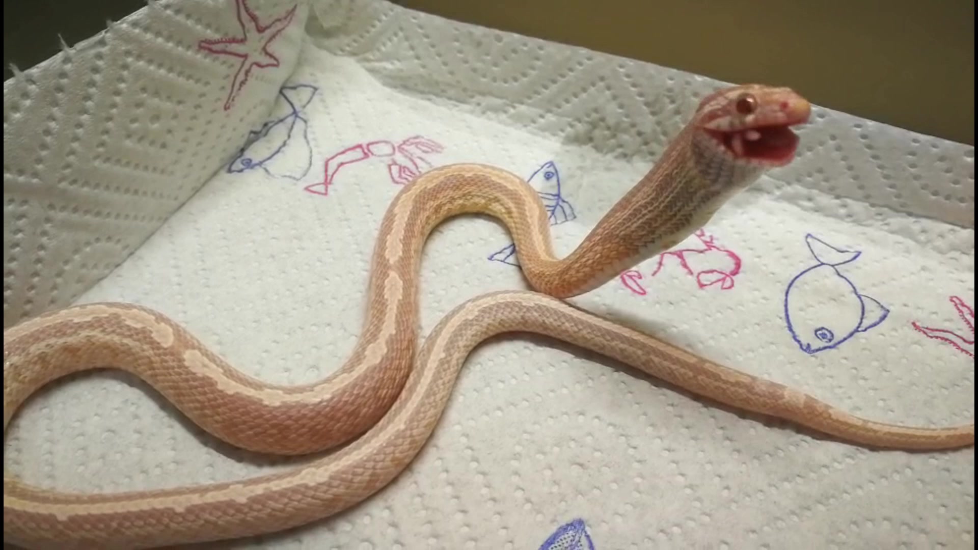 会自己断尾巴的蛇,会捆绑的蛇