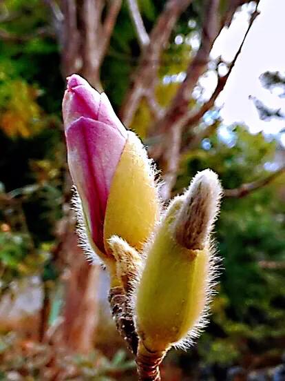 望春玉兰～早春先叶开放，花色素雅，美丽壮观