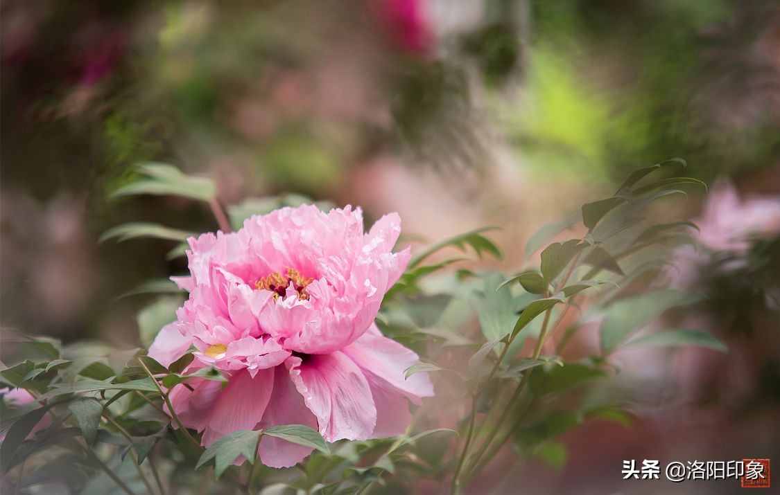 国花雍容华贵牡丹花,雍容华贵富贵牡丹