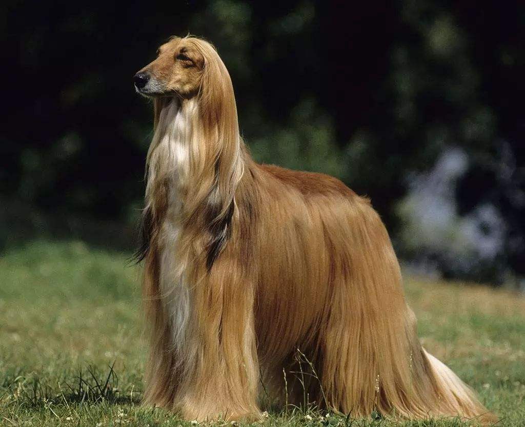 100种最难得一见的狗,10种最不常见的狗