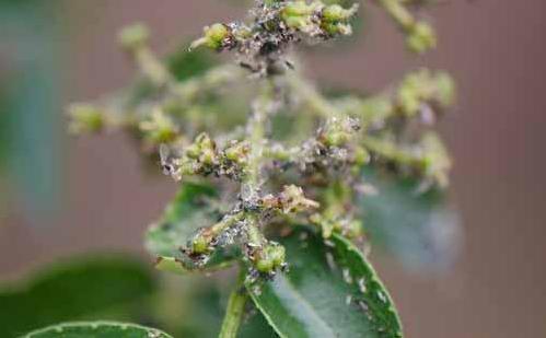 花椒树上的蚜虫怎样防治,花椒树防治蚜虫用什么农药好