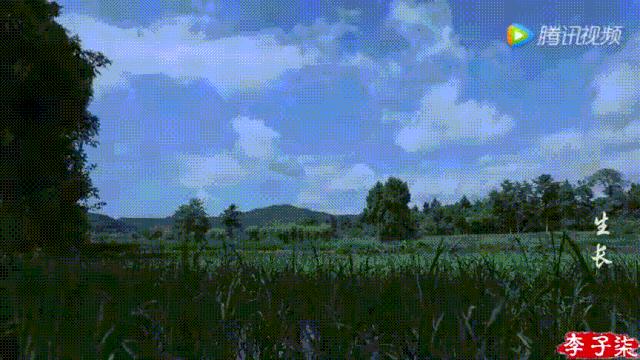 看了李子柒的视频的感受,看完李子柒后的感受