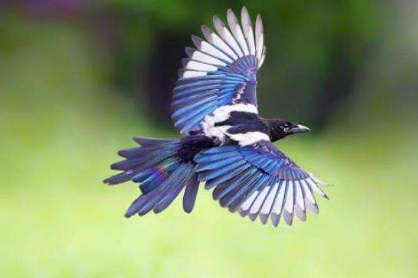 人不吃动物会怎样,为什么老鹰等猛禽不吃喜鹊