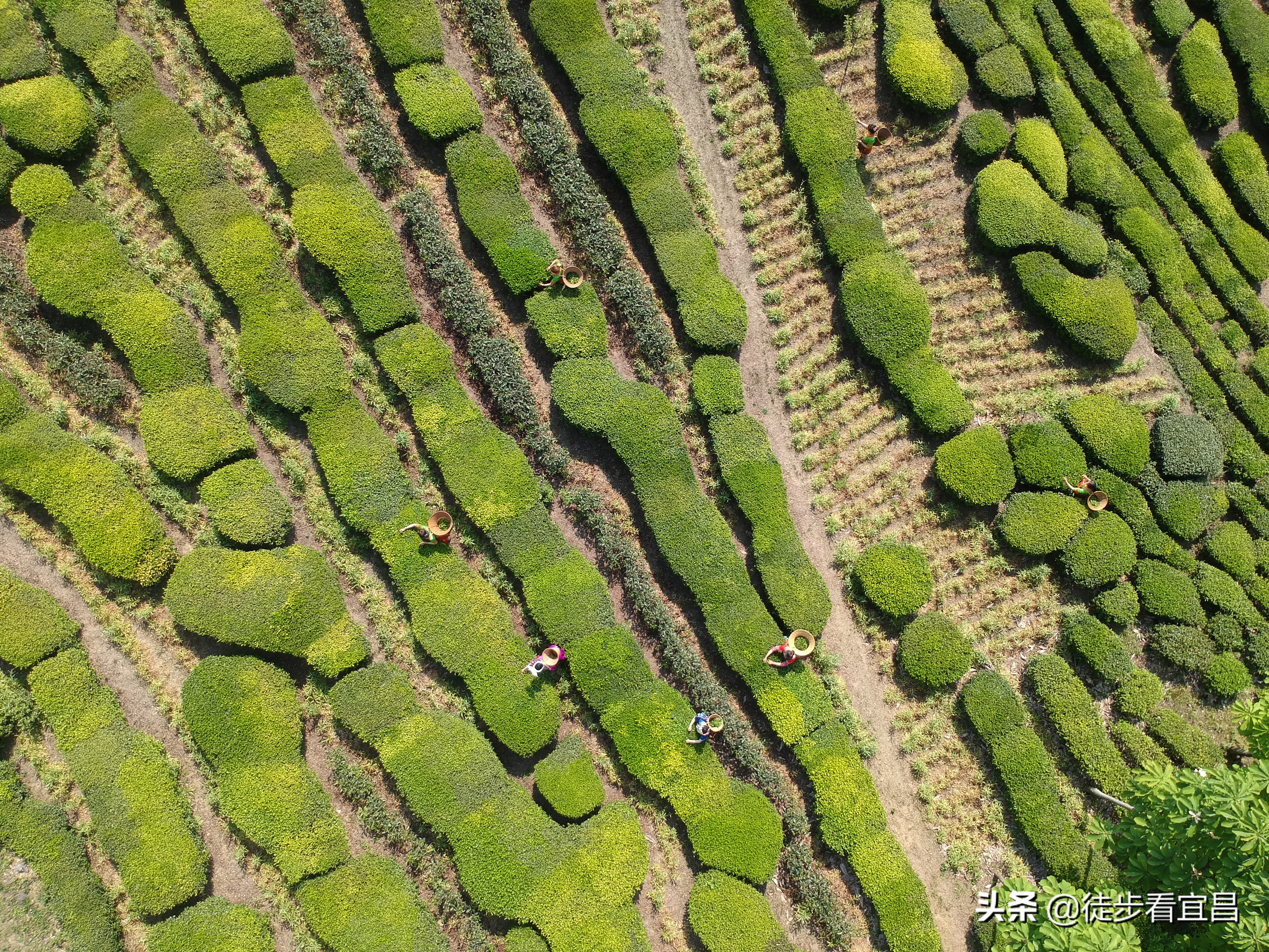 宜昌五峰风景真实照片,五峰茶山航拍
