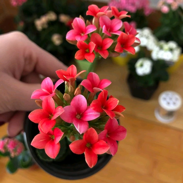 单瓣长寿花品种大全图,长寿花单瓣最好看的品种