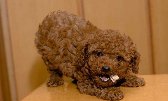 家养犬性格温顺,小型犬泰迪的缺点和优点