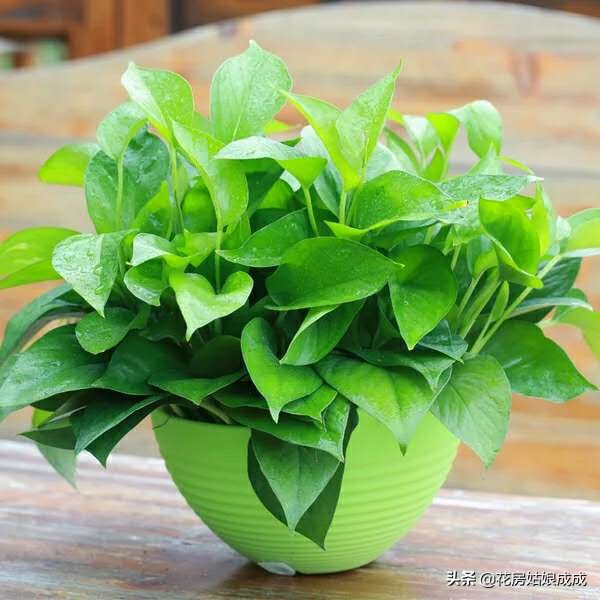 绿萝黄叶加入营养液能变绿吗,家里的绿萝黄叶子怎么治