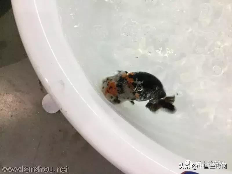 世界金鱼大赛在福州举行,2019中国世界金鱼大赛