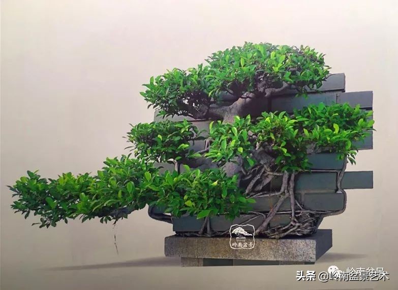 我喜欢的榕树盆景,泉州榕树盆景