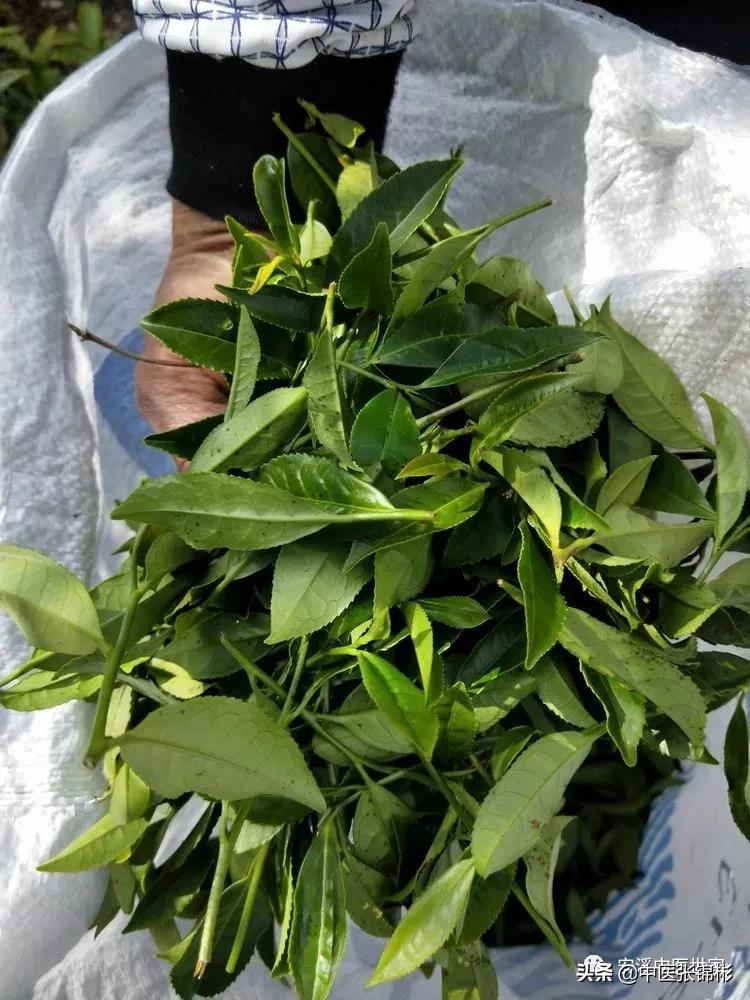 认识身边的中药材,认识中医寻找身边的中药