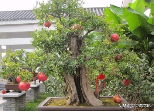什么品种石榴果实红彤彤的,盆栽石榴的种植方法和技术图片